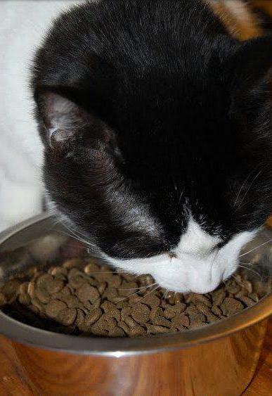 Orijen - comida de gato de todas raças