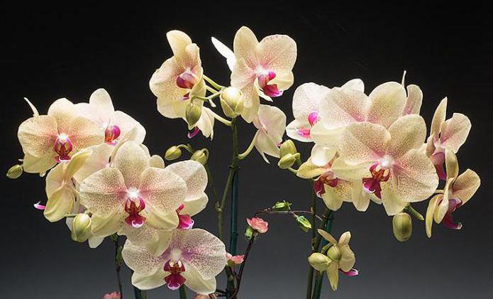 do que alimentar a orquídea após a floração