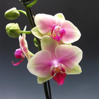 Como fazer a orquídea florescer várias vezes por ano?