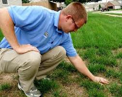 Plantando um gramado com suas próprias mãos - o trabalho principal