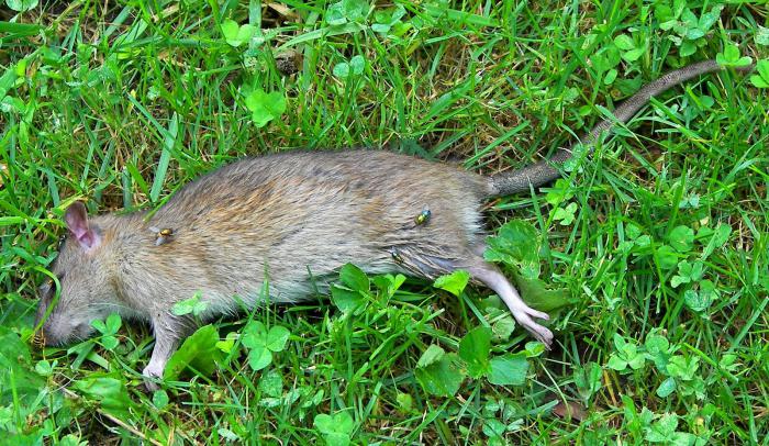 O que um rato morto sonha: o significado do sono