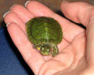 Como determinar a idade da tartaruga de barriga vermelha por sinais externos?