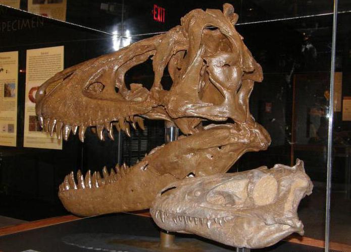 Método de estudo paleontológico: características