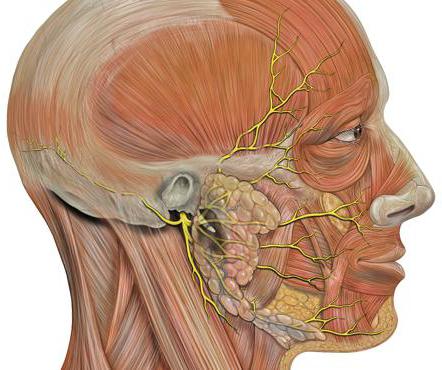 Nervo Facial: Causas de Afeto, Sintomas e Tratamento