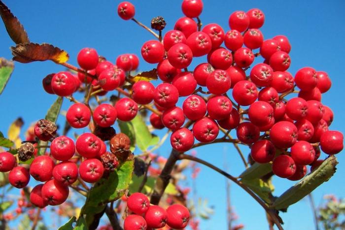 propriedades e contra-indicações vermelhas ashberry úteis
