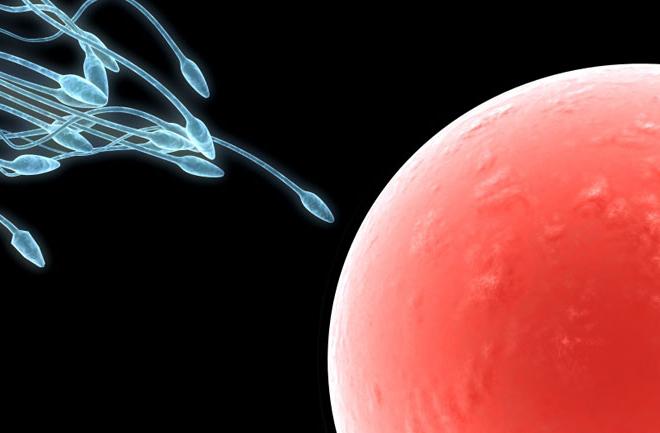 Quantos espermatozóides vivem e quanto eles se destacam com a ejaculação